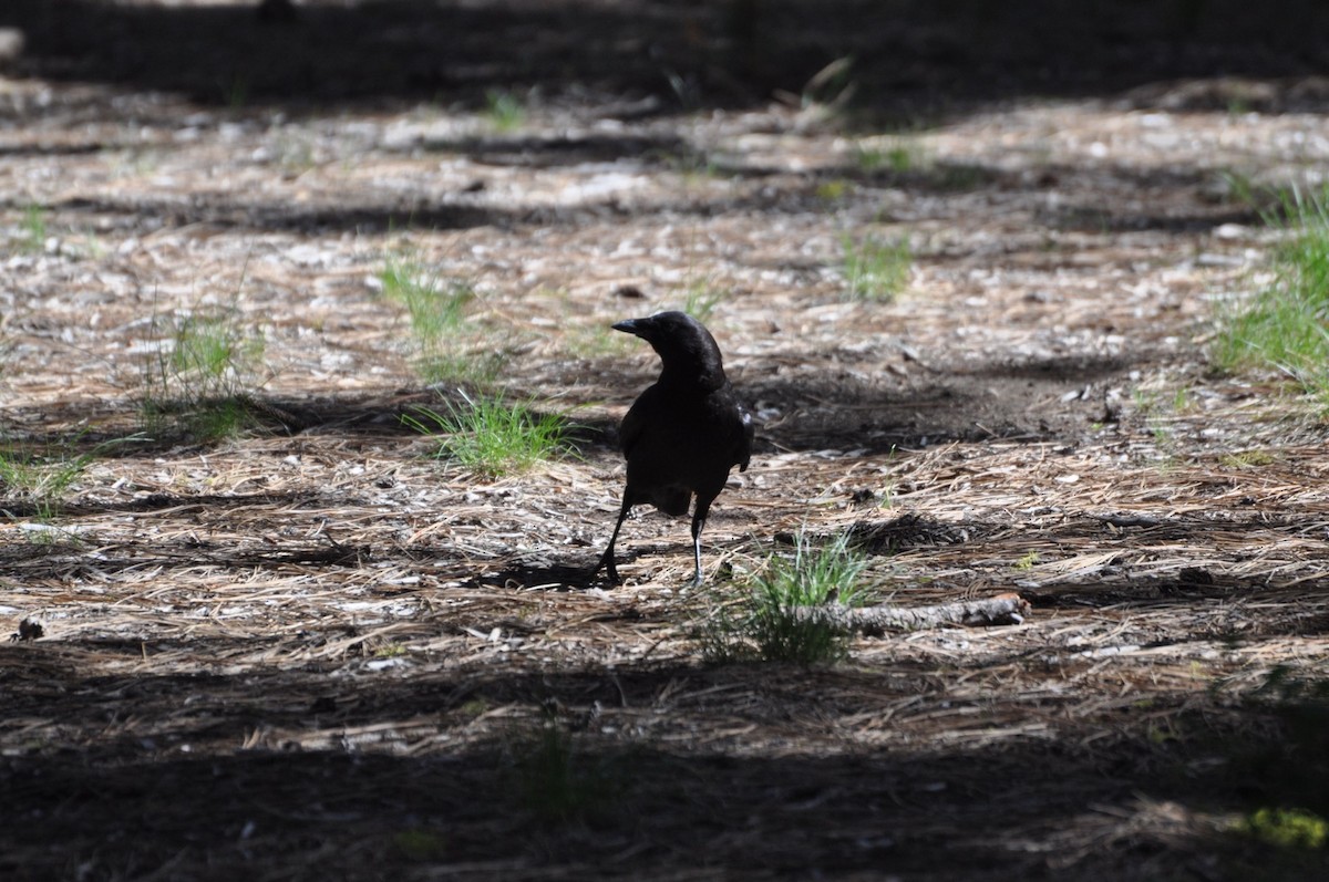 American Crow - ML164637821