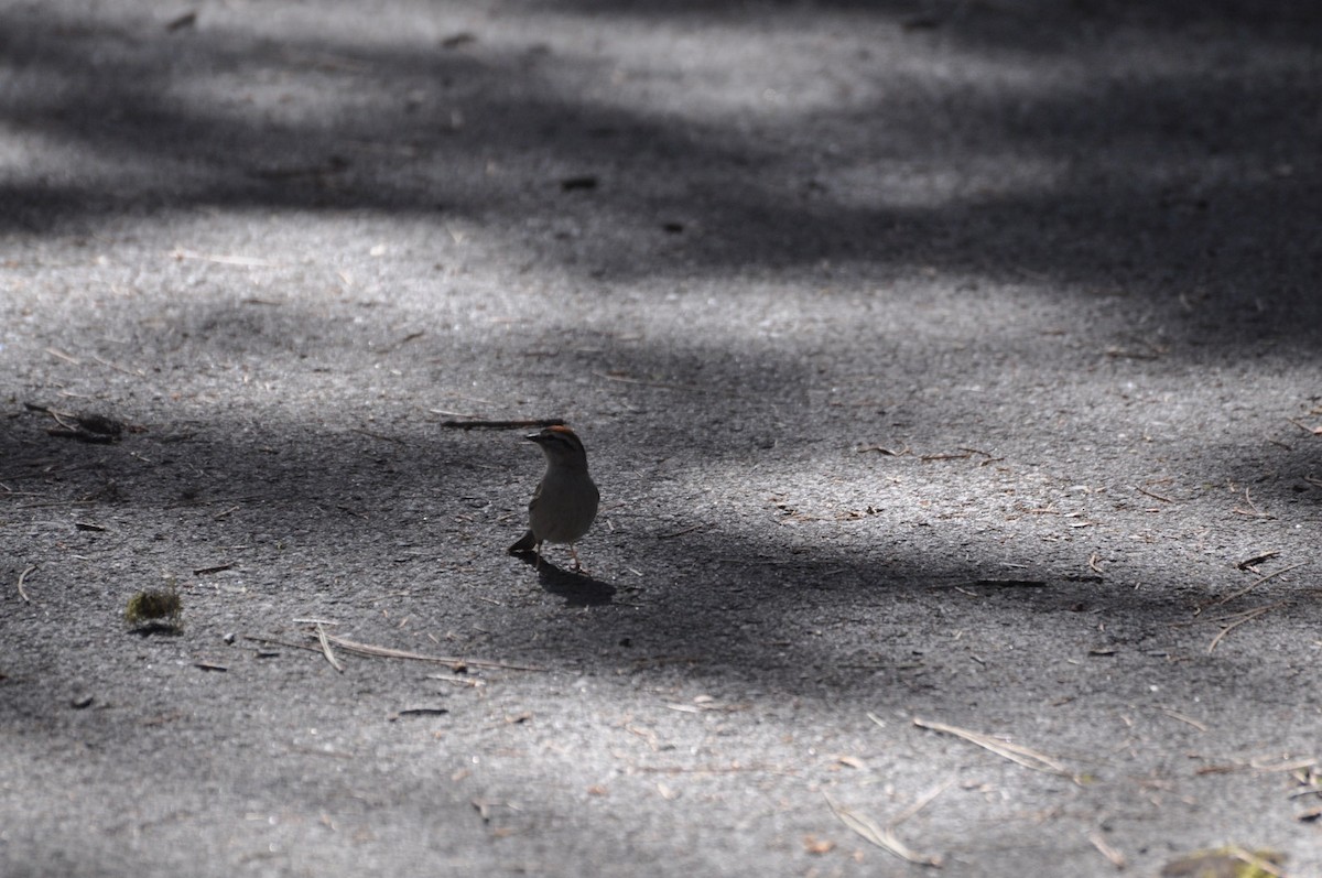 Chipping Sparrow - ML164637861