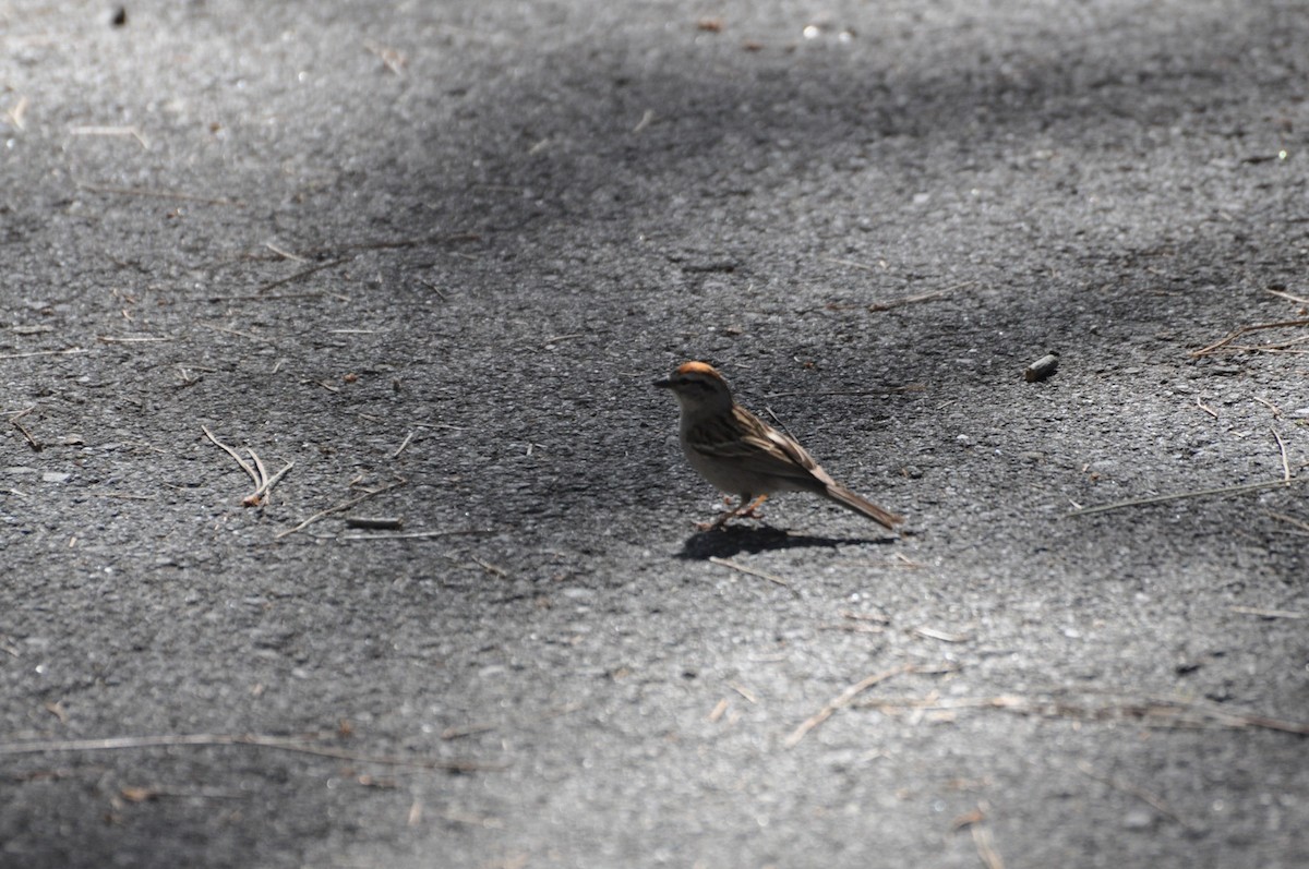 Chipping Sparrow - ML164637871