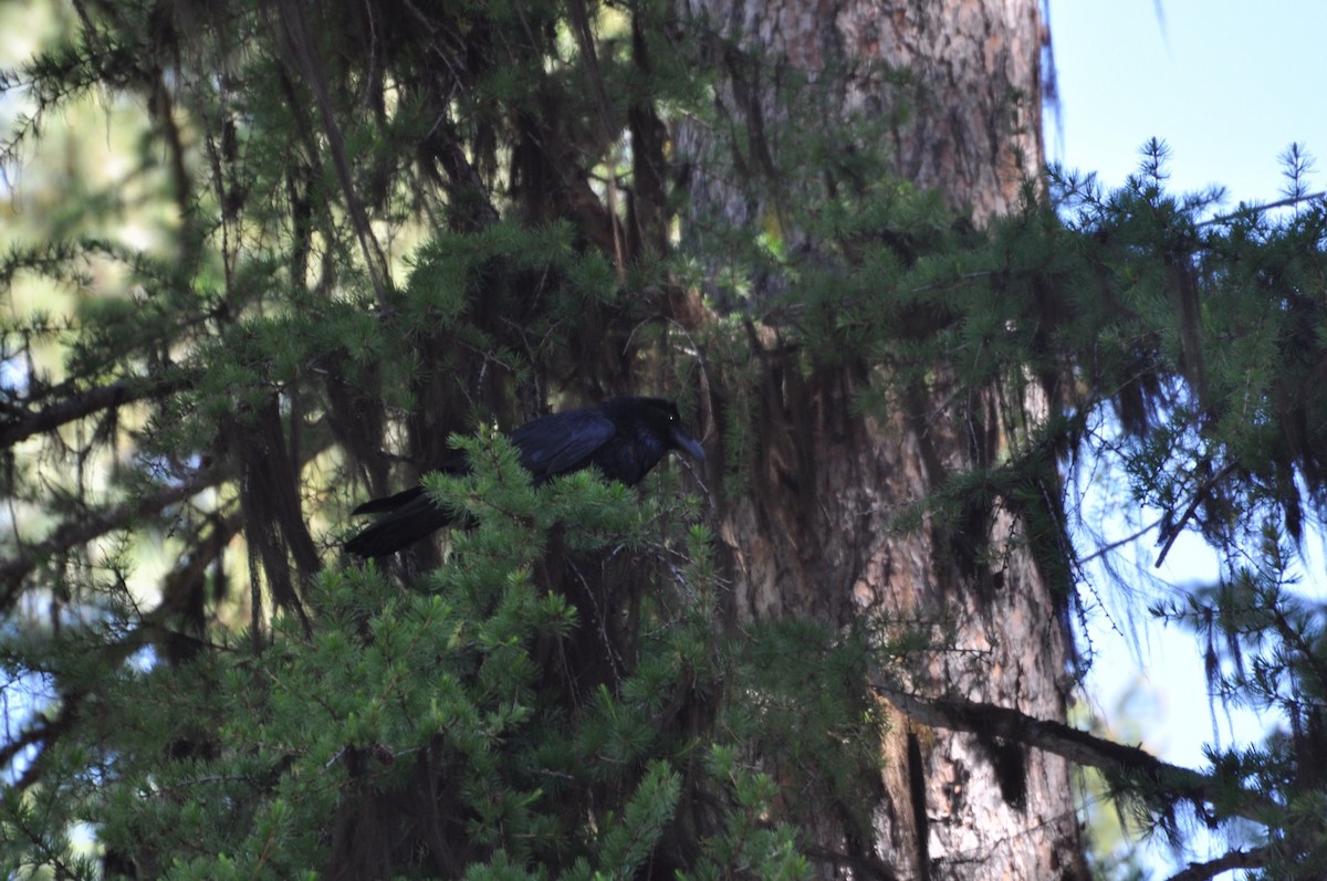 Common Raven - ML164638091