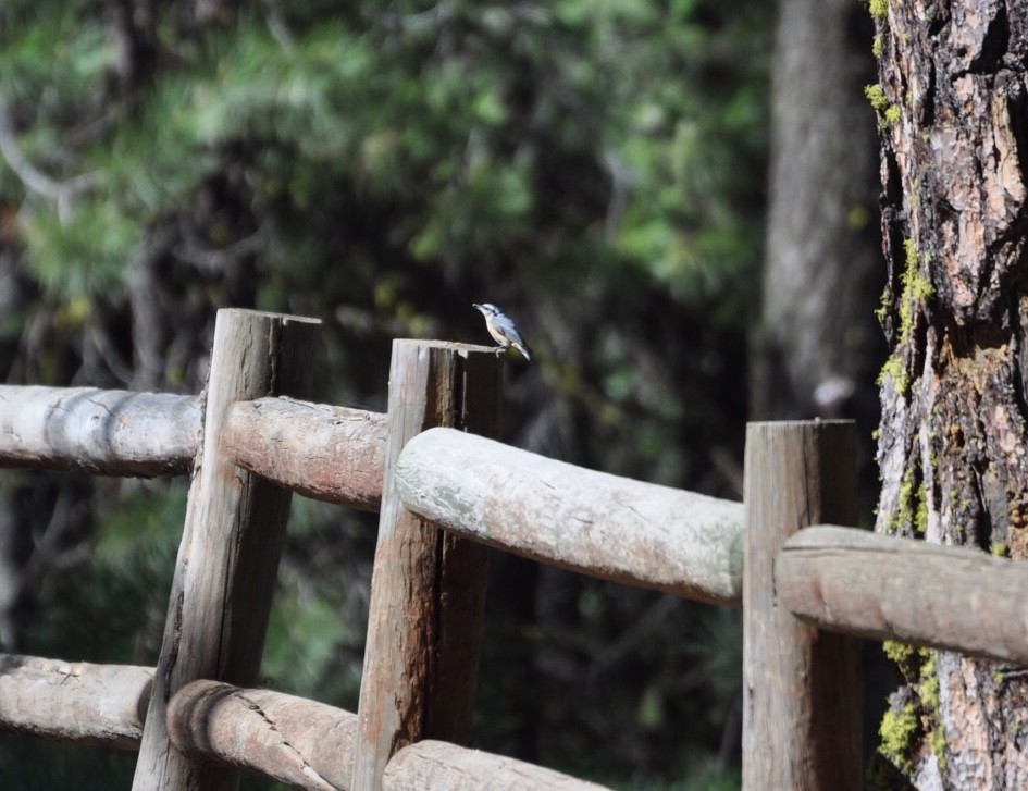 Red-breasted Nuthatch - Kent Kleman