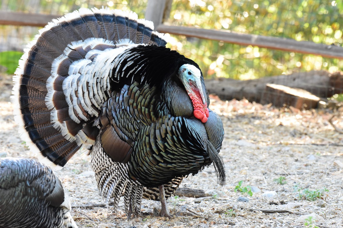 Wild Turkey - Anonymous