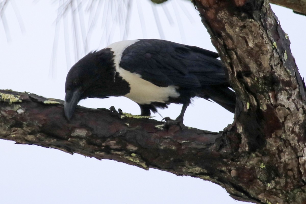 Corbeau pie - ML164638801