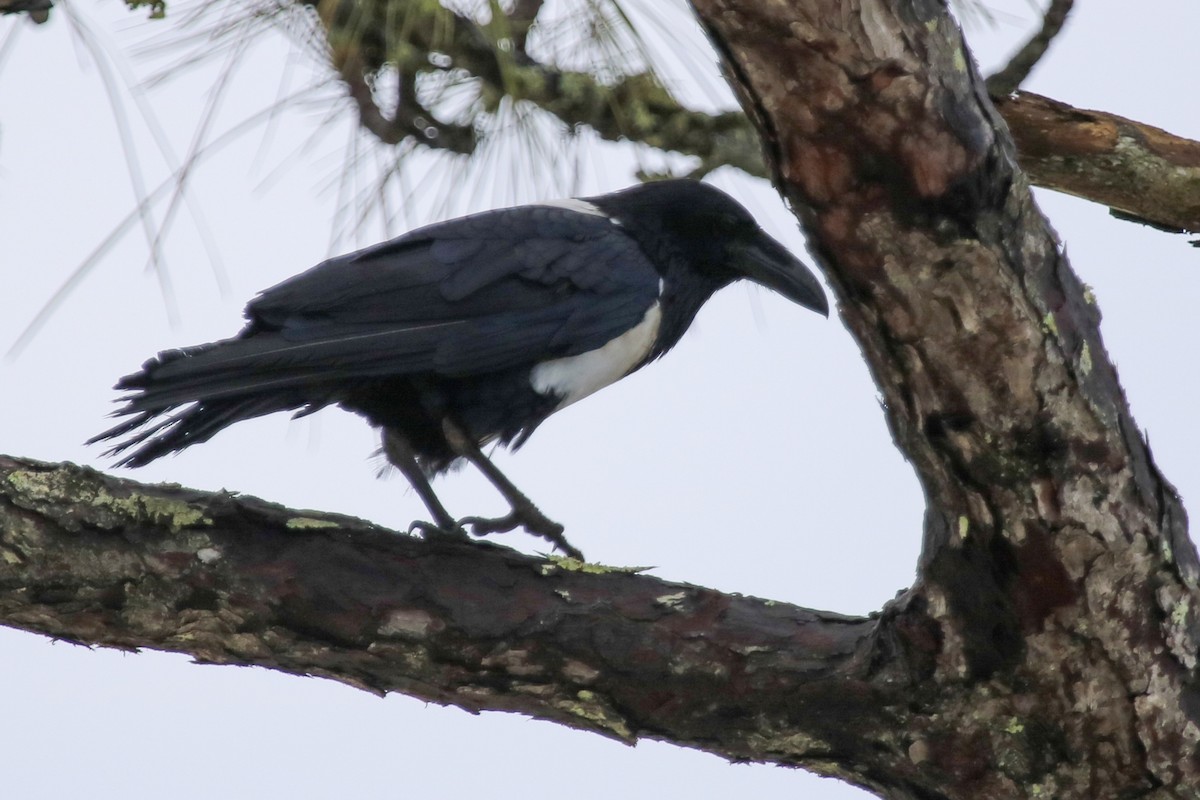 Corbeau pie - ML164638811