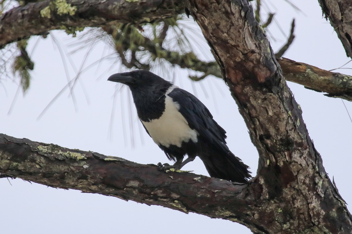 Corbeau pie - ML164638821