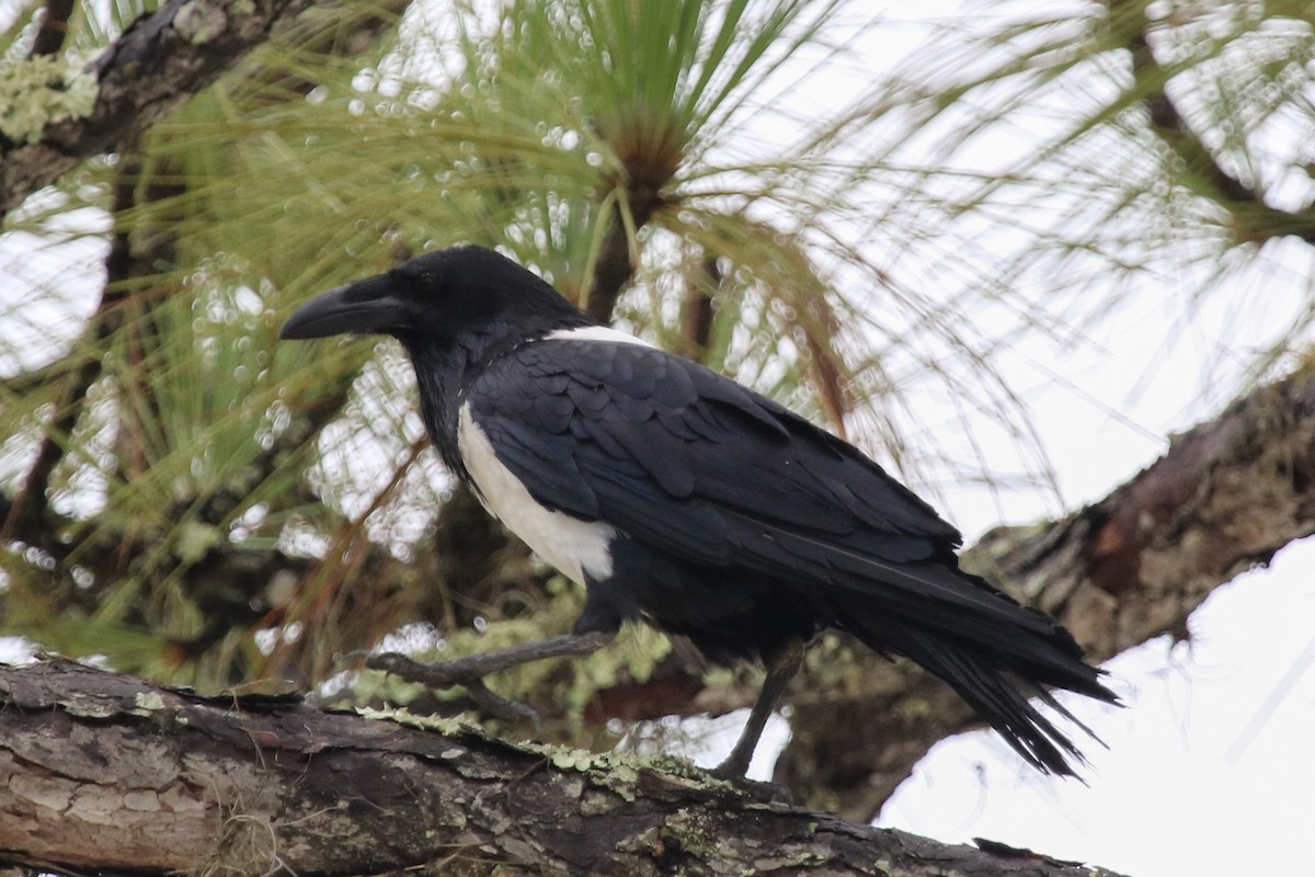 Corbeau pie - ML164638841