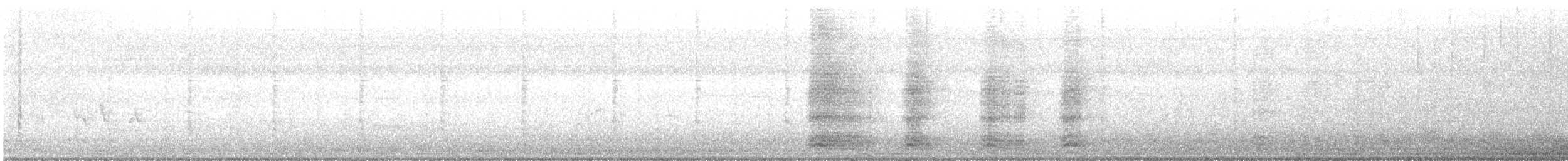 Pied Crow - ML164638971