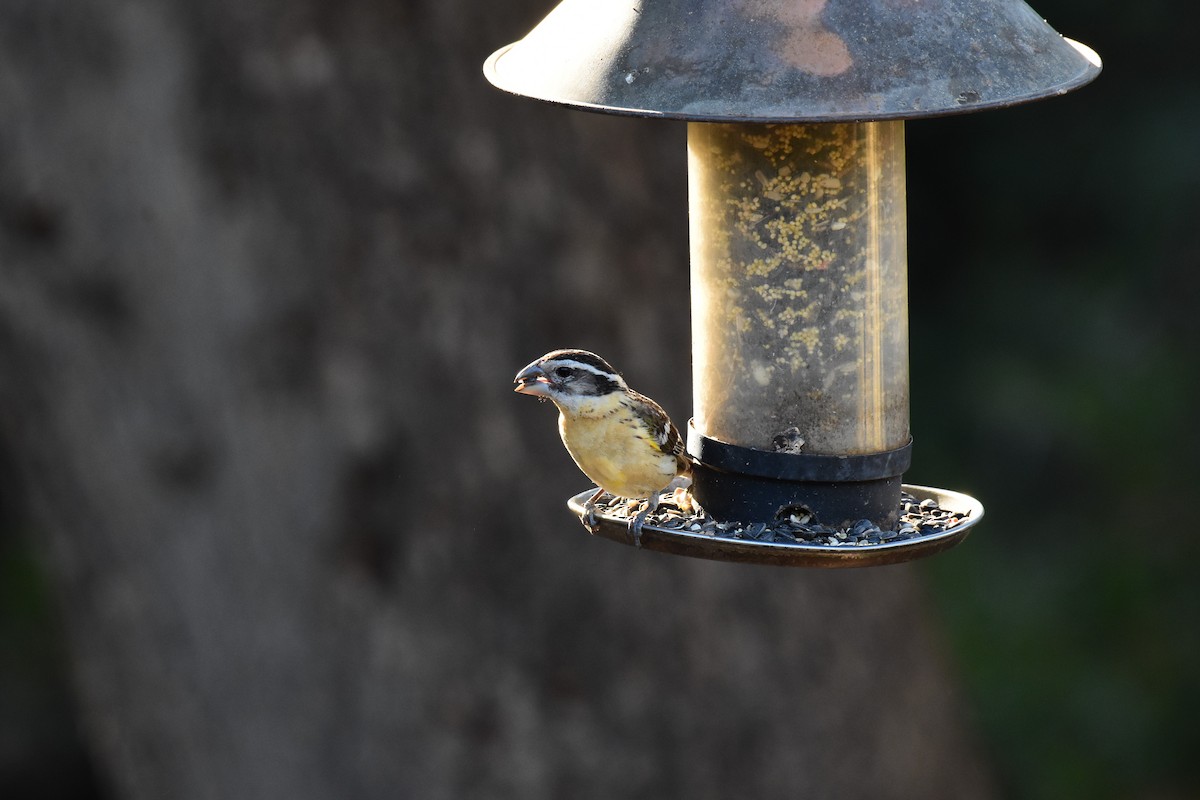 Black-headed Grosbeak - ML164639421