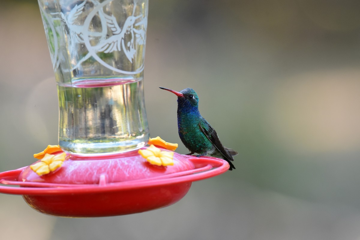 Broad-billed Hummingbird - ML164639571