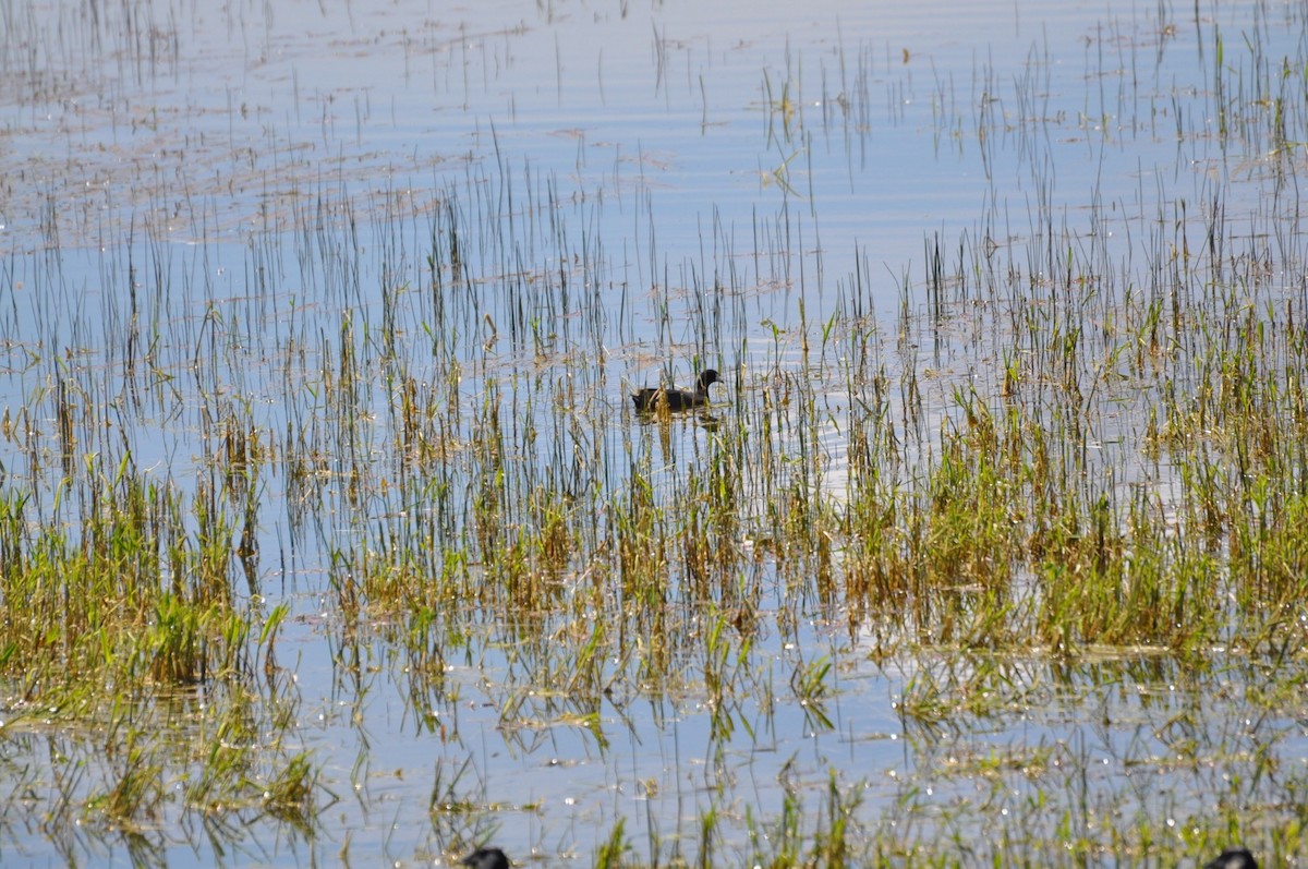 American Coot - ML164640011