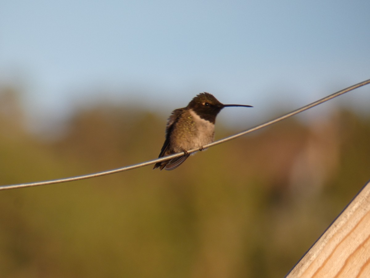 Black-chinned Hummingbird - diana beatty