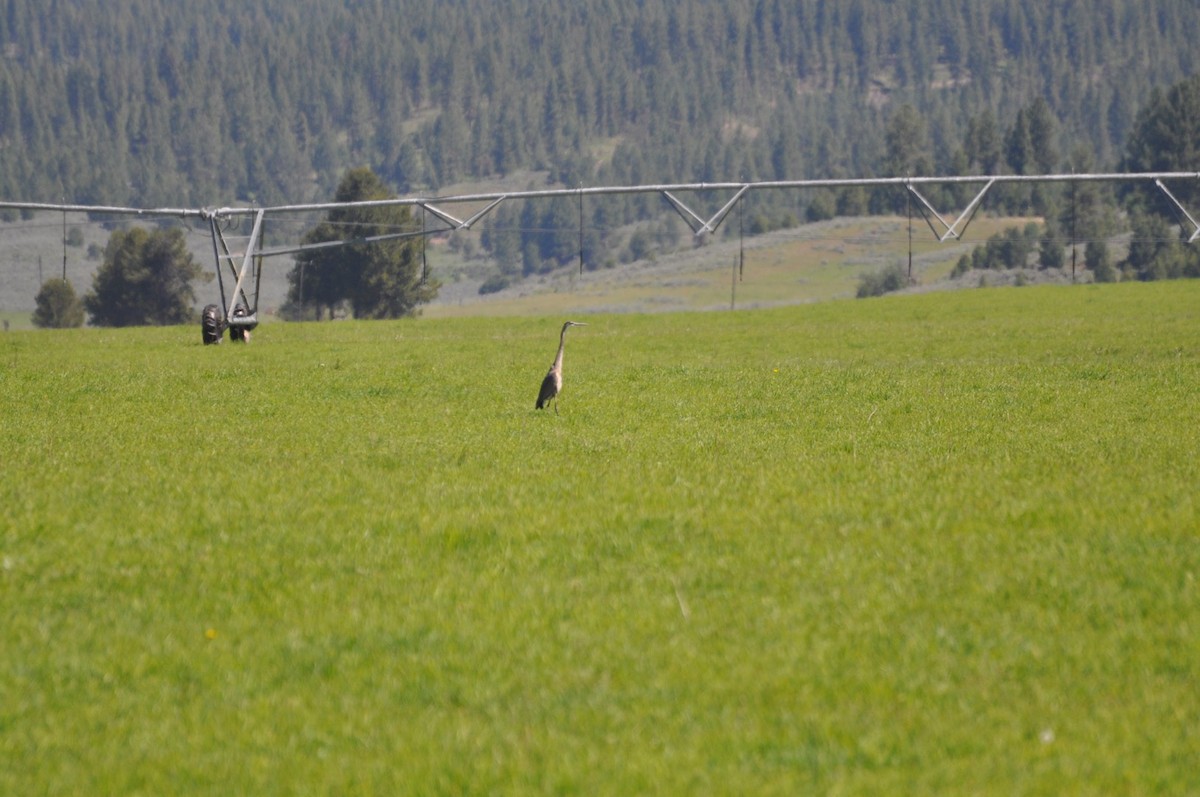 Sandhill Crane - ML164640121