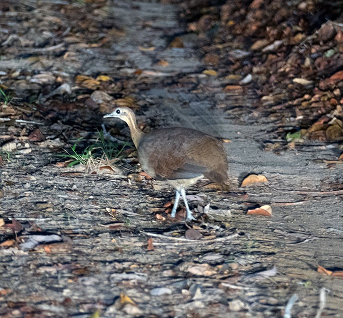 Solitary Tinamou - ML164640201