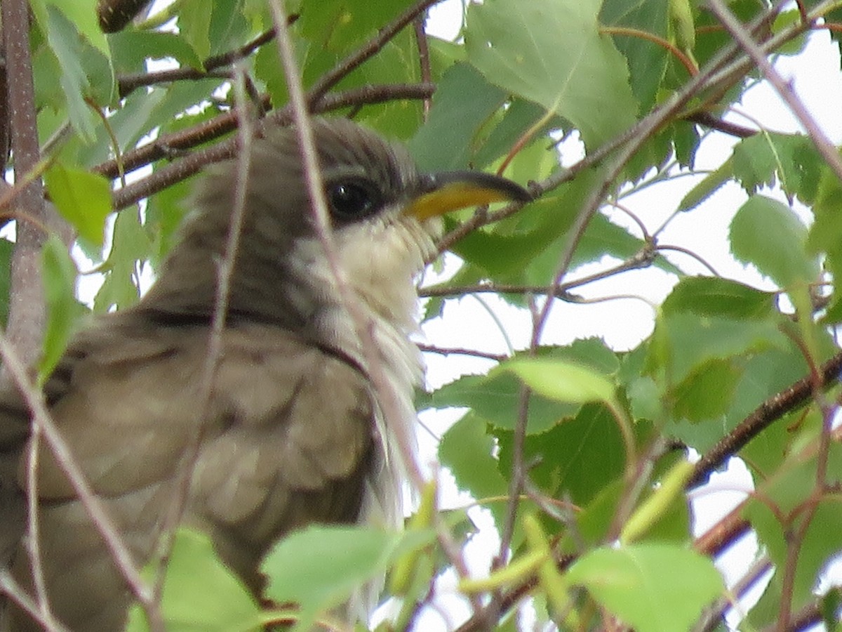 Yellow-billed Cuckoo - ML164640281