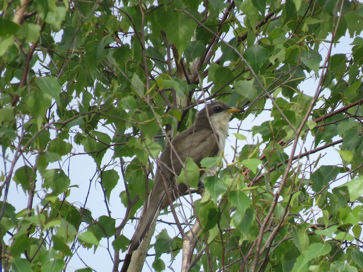 Yellow-billed Cuckoo - ML164640301