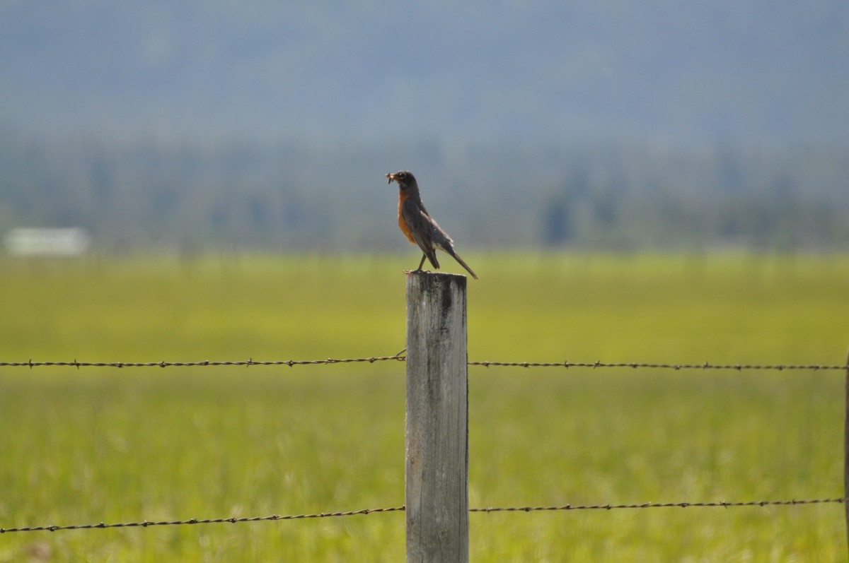 American Robin - ML164640331