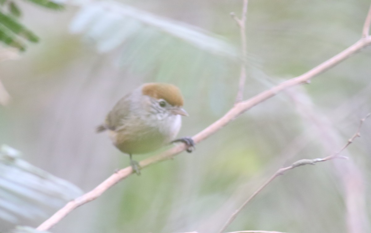 ML164640371 - Gray-eyed Greenlet - Macaulay Library