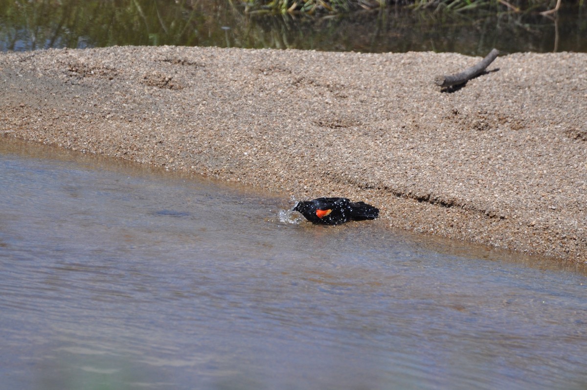 Red-winged Blackbird - Kent Kleman