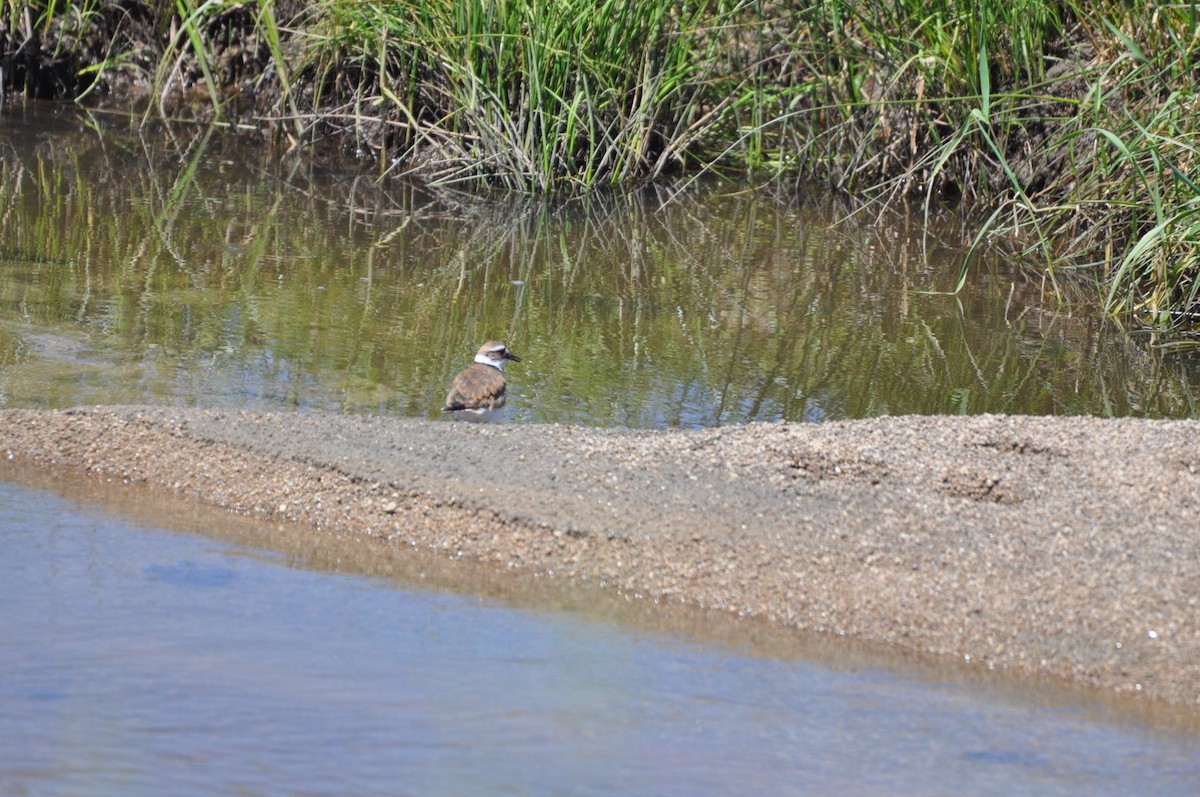 Killdeer - ML164640731