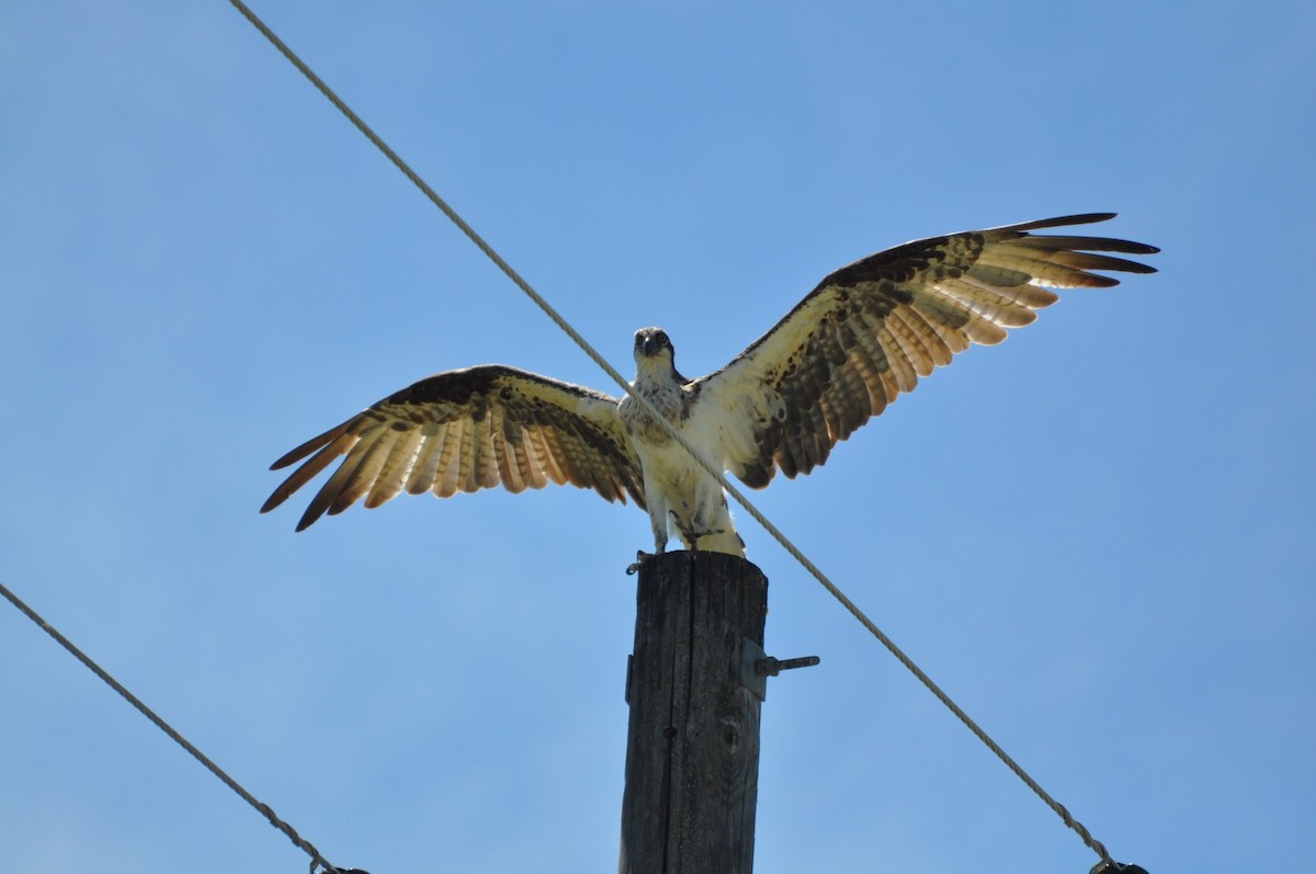 Águila Pescadora - ML164640781