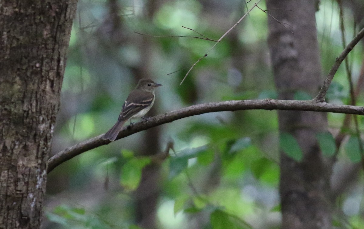 Euler's Flycatcher (Euler's) - ML164641451