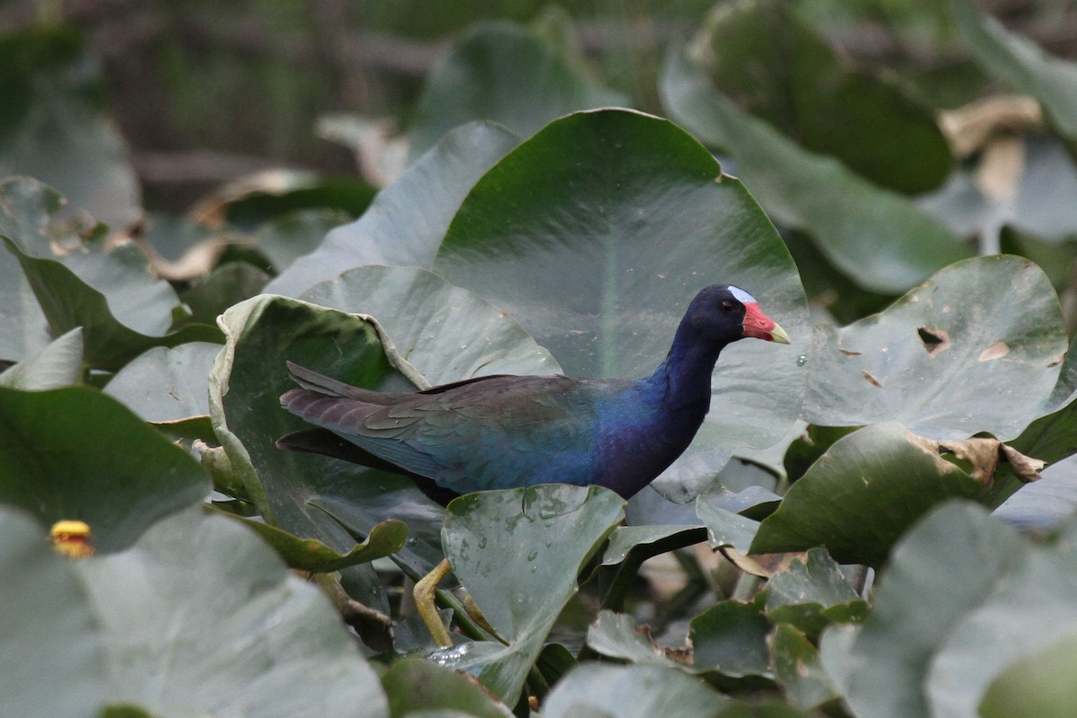 Purple Gallinule - Laura Keene