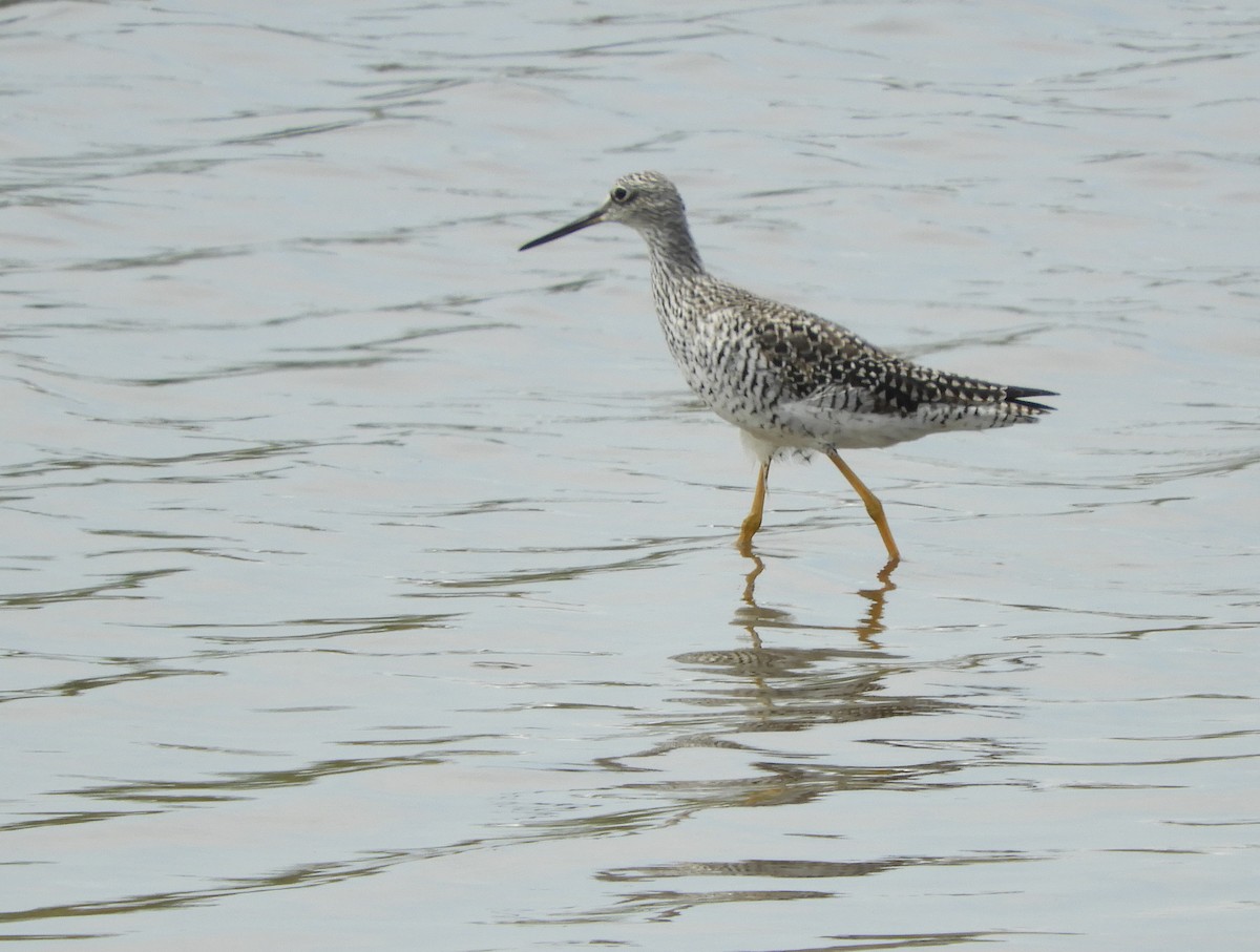 Greater Yellowlegs - ML164643131