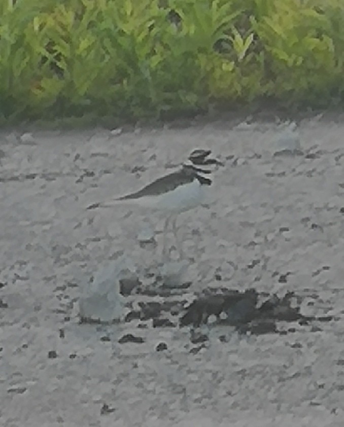 Killdeer - ML164646721