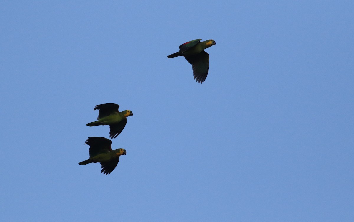 Turquoise-fronted Parrot - ML164646791