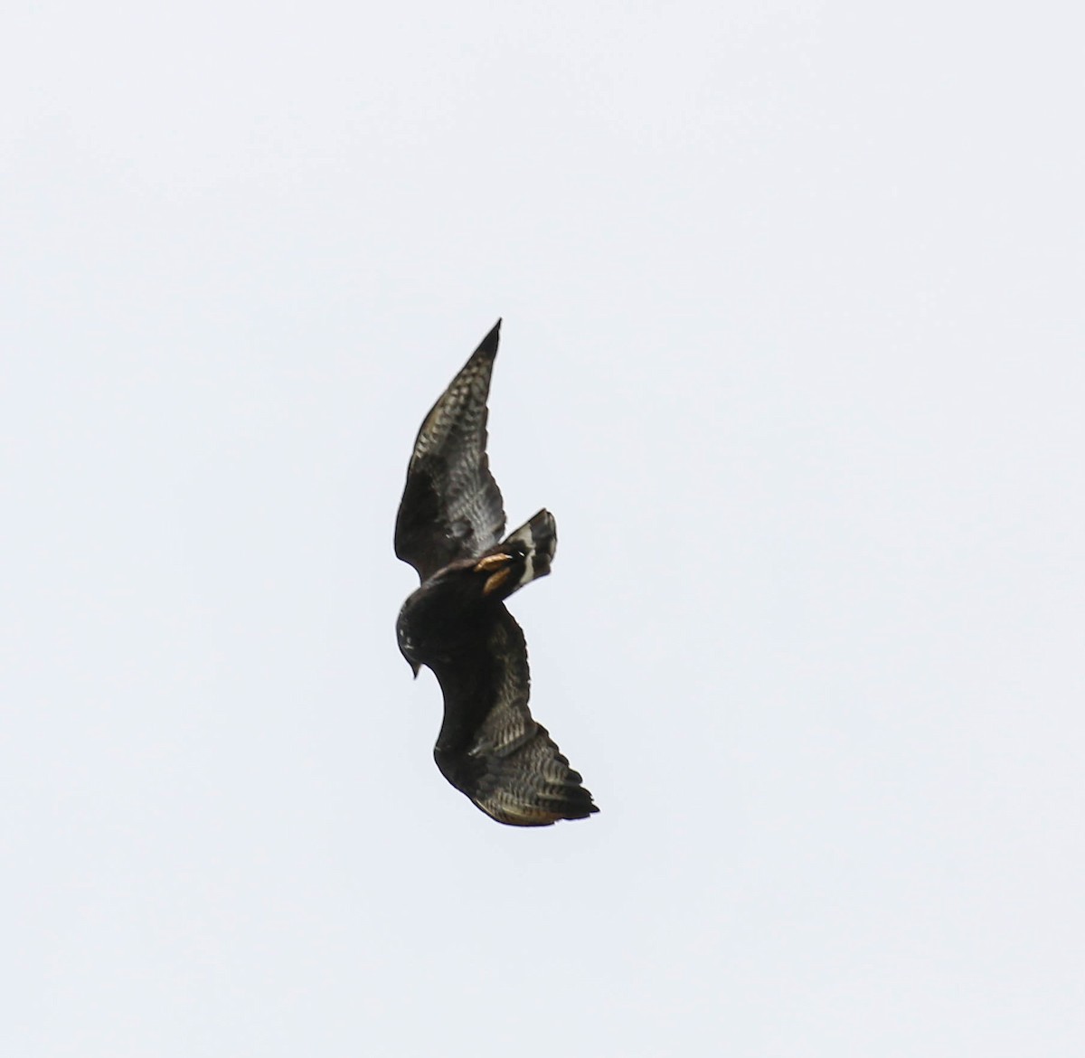 Zone-tailed Hawk - Tom Driscoll