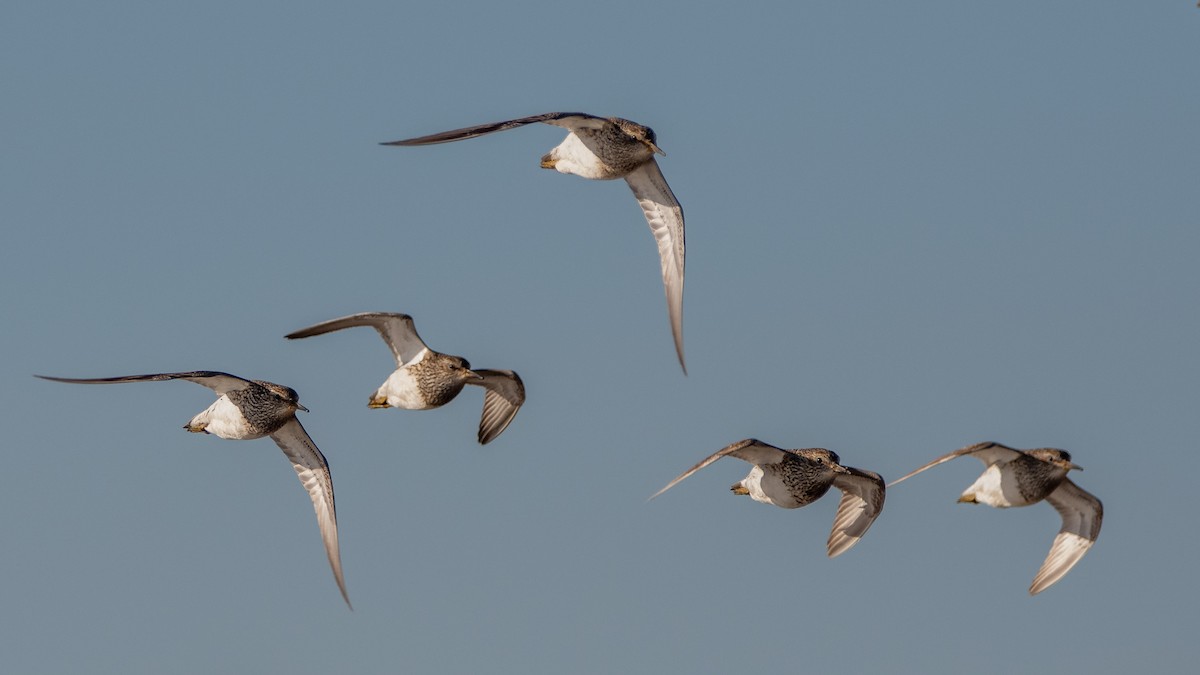 Pectoral Sandpiper - ML164649911