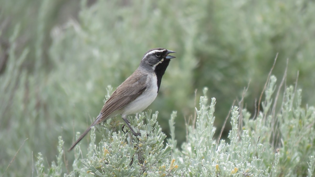 Black-throated Sparrow - Suzi Holt