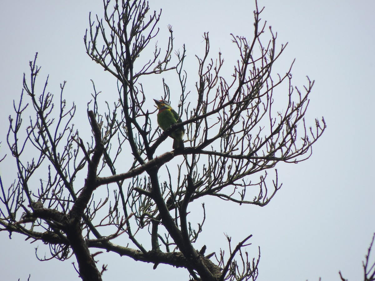 Taiwan Barbet - ML164651851