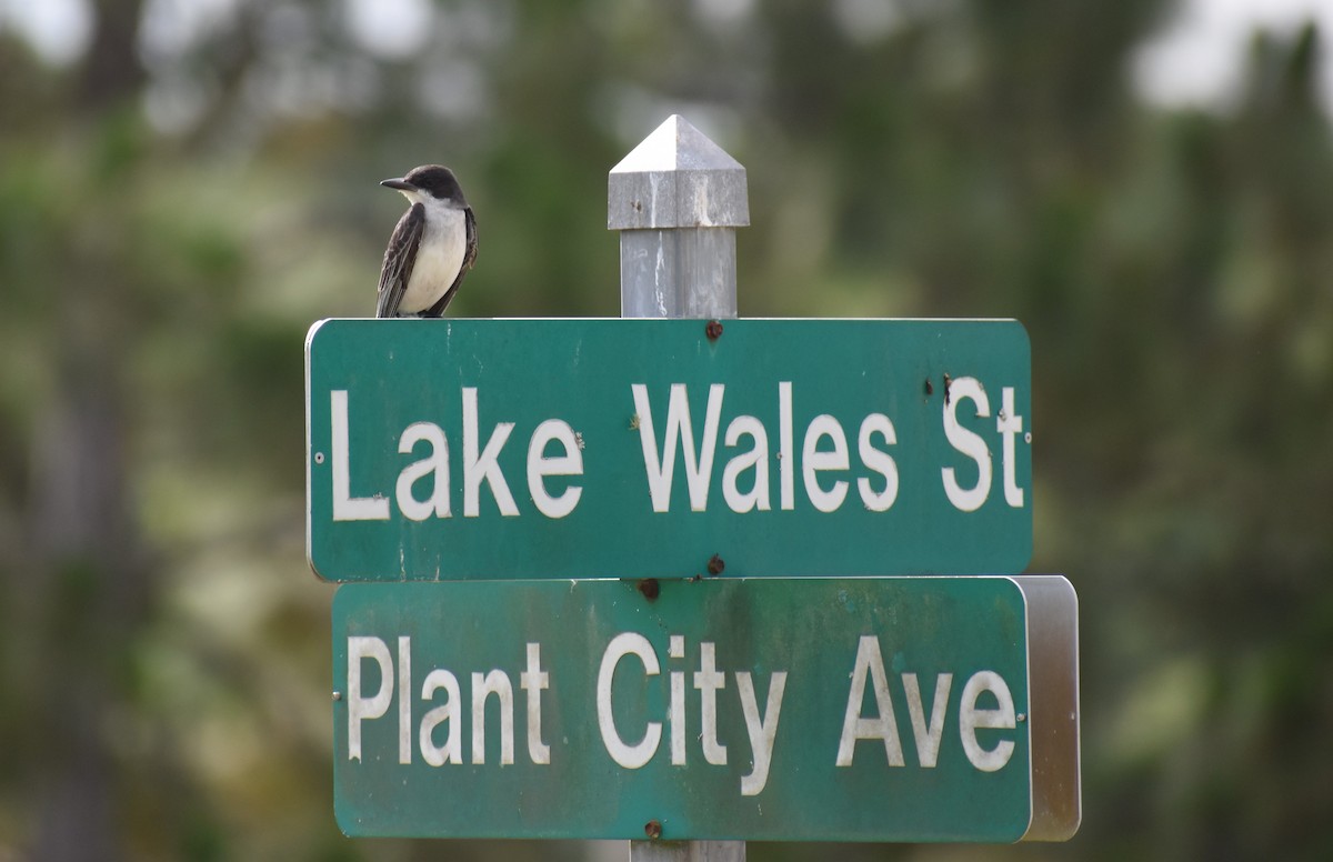 Eastern Kingbird - Jeff Graham