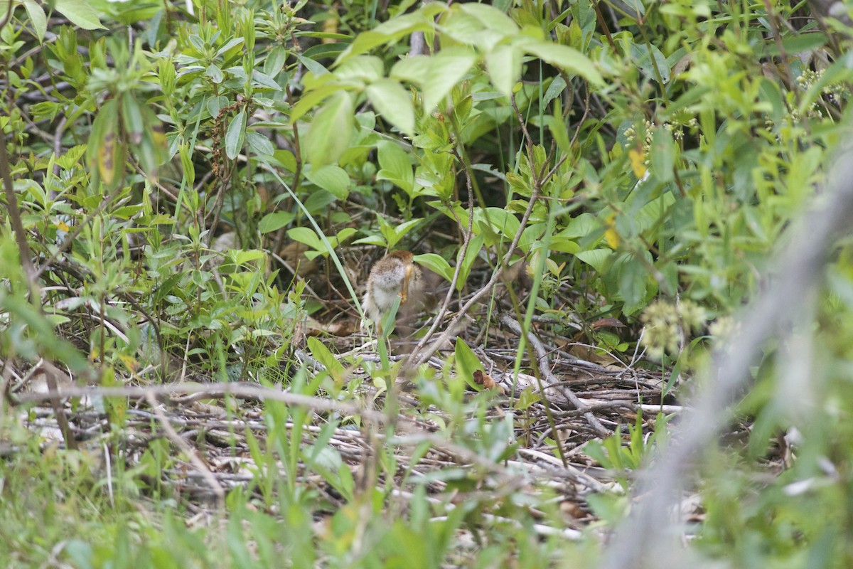 Ruffed Grouse - ML164653721