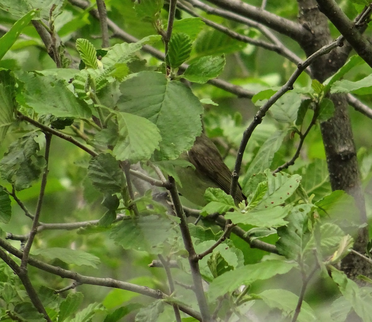 Warbling Vireo - KELLI DELGADO