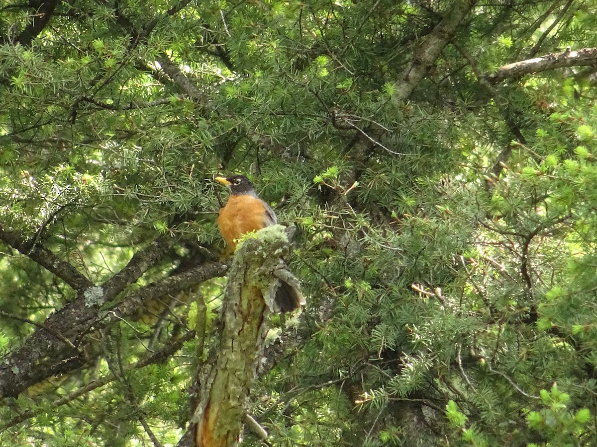 American Robin - ML164656231