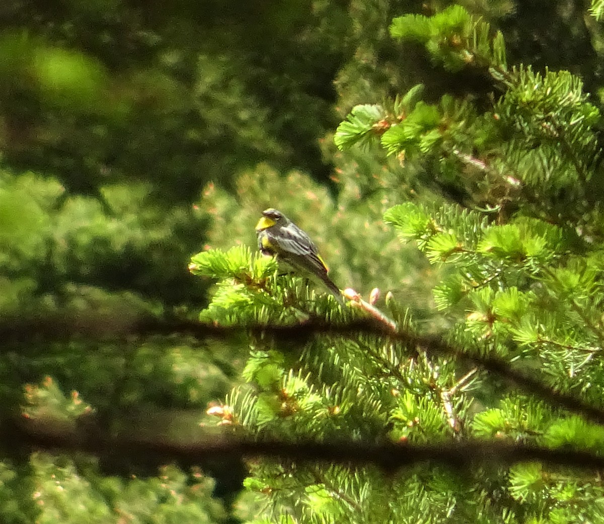 Yellow-rumped Warbler - KELLI DELGADO