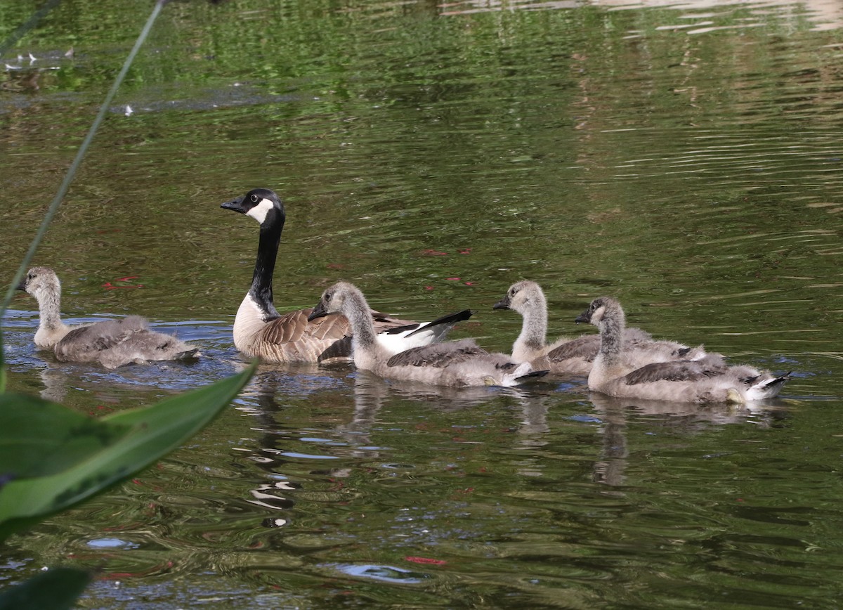 Canada Goose - ML164656261