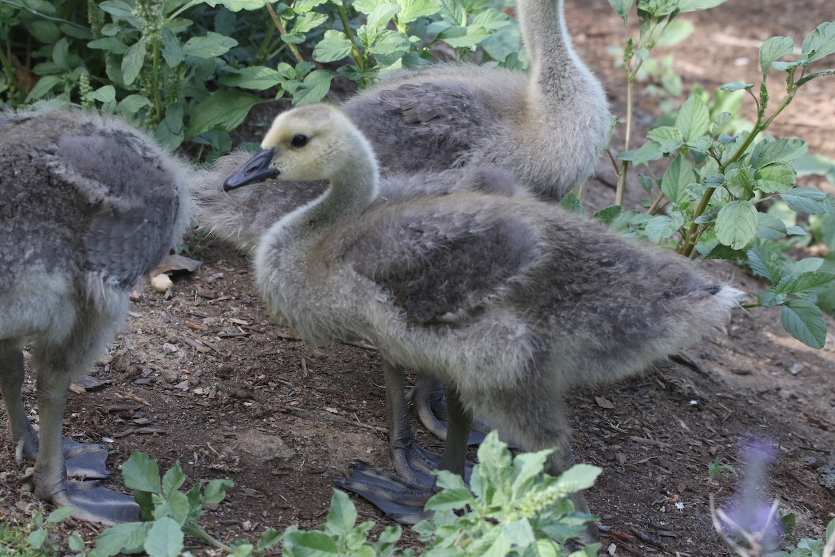 Canada Goose - ML164656311