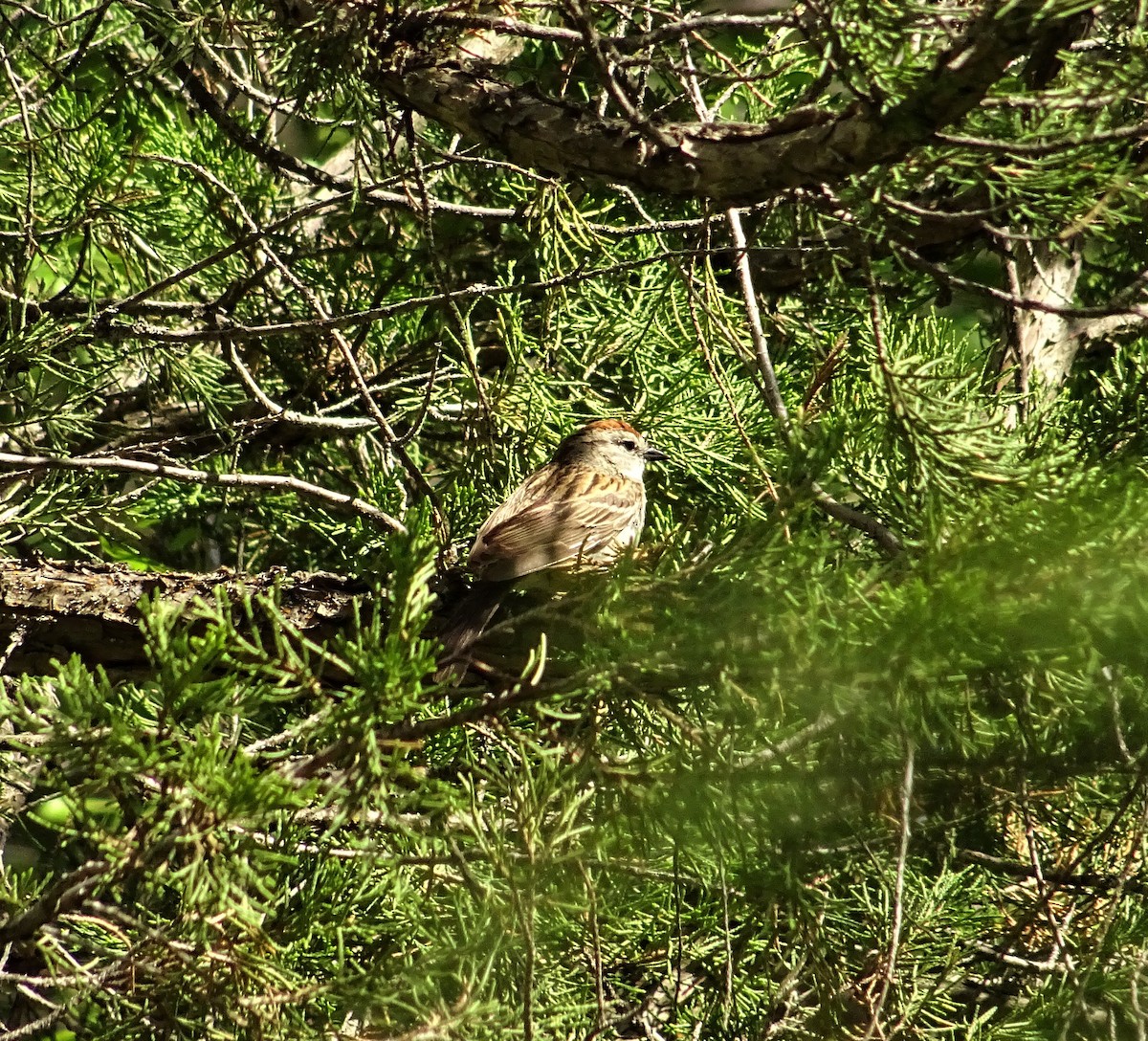 Chipping Sparrow - ML164656501