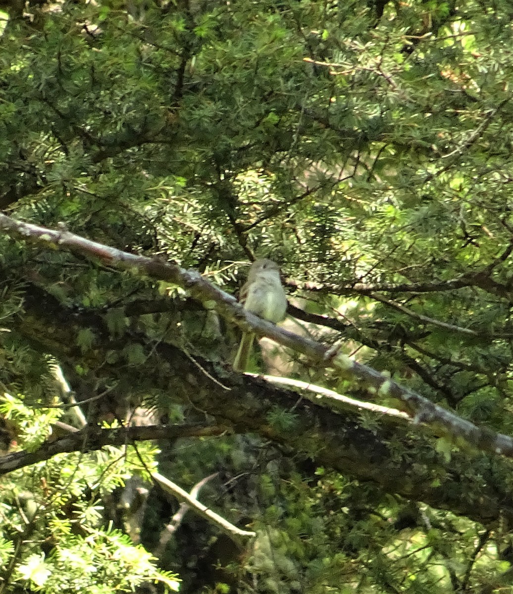 Dusky Flycatcher - ML164656721