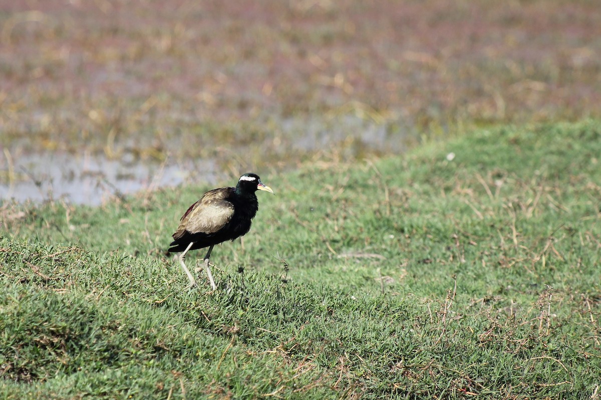 Bronze-winged Jacana - Adit Nehra