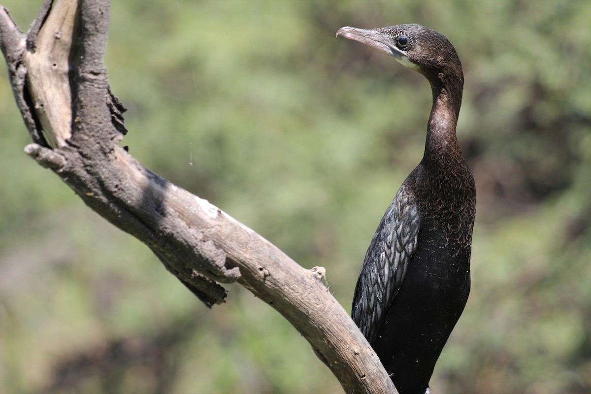 Little Cormorant - Adit Nehra