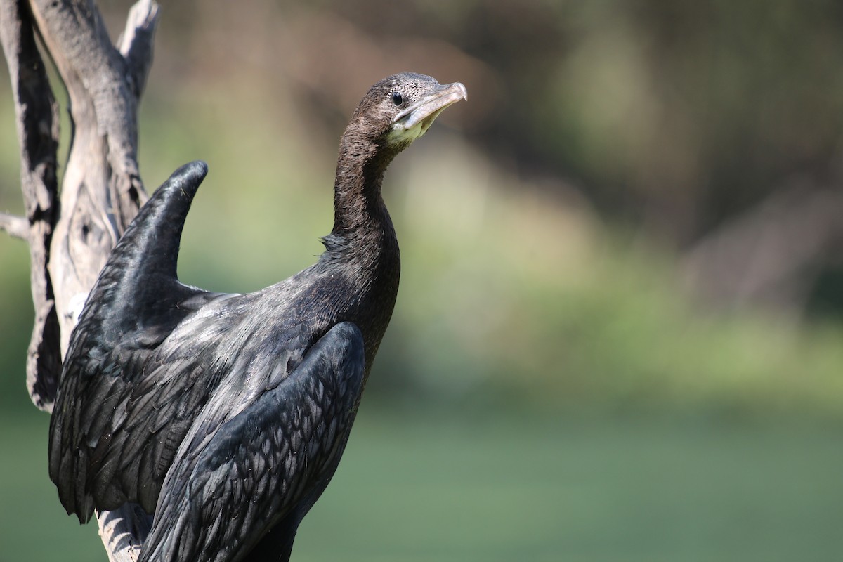 Cormorán de Java - ML164657221