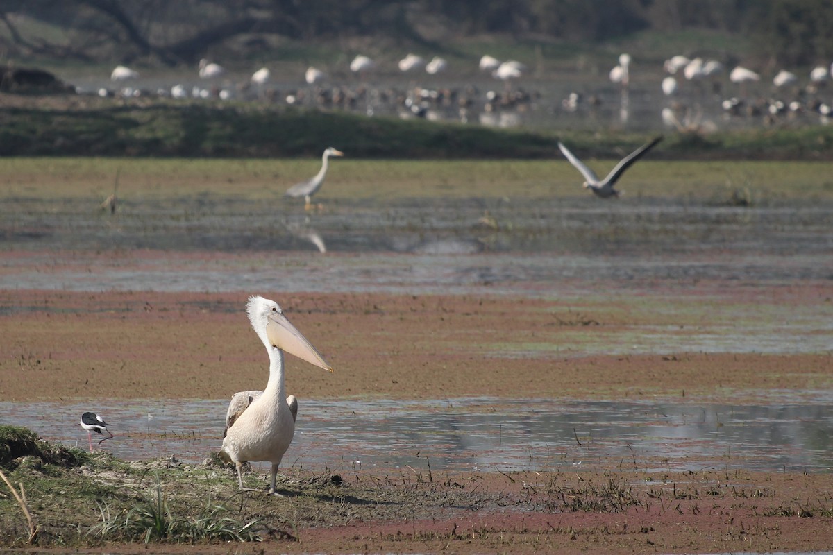 Dalmatian Pelican - Adit Nehra