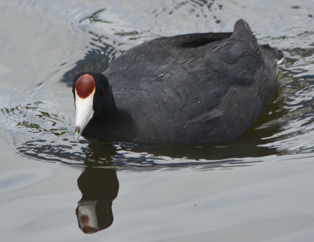 Hawaiian Coot (Red-shielded) - Tim Johnson