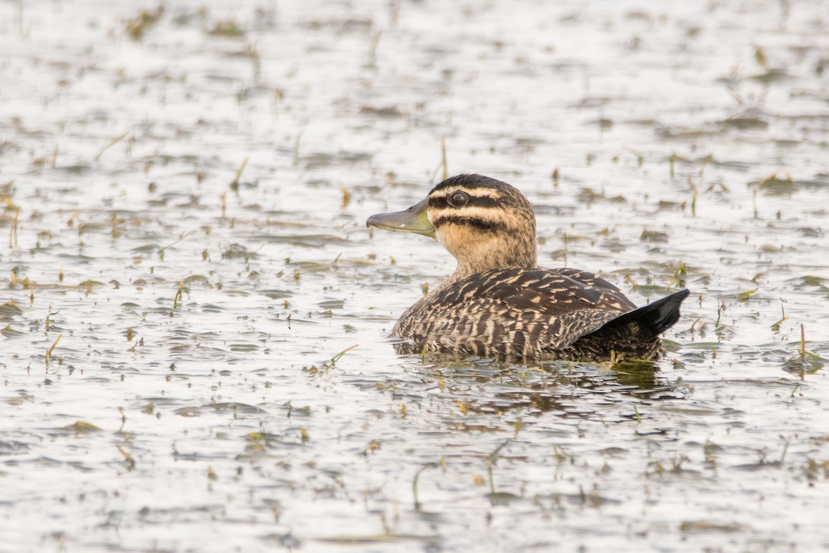 Masked Duck - ML164657951