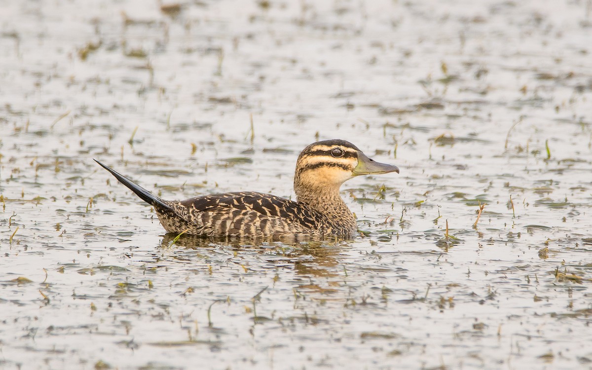 Masked Duck - ML164657971