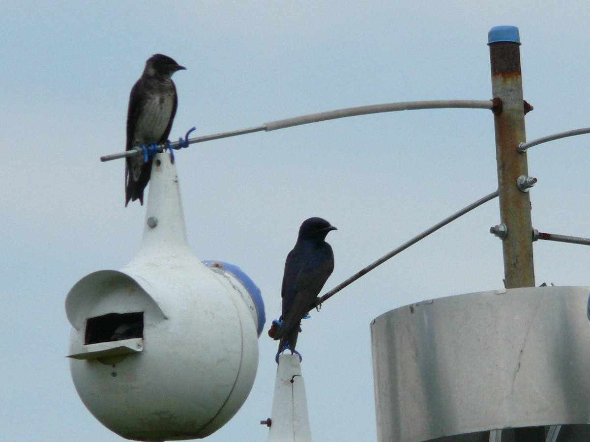 Purple Martin - ML164658321